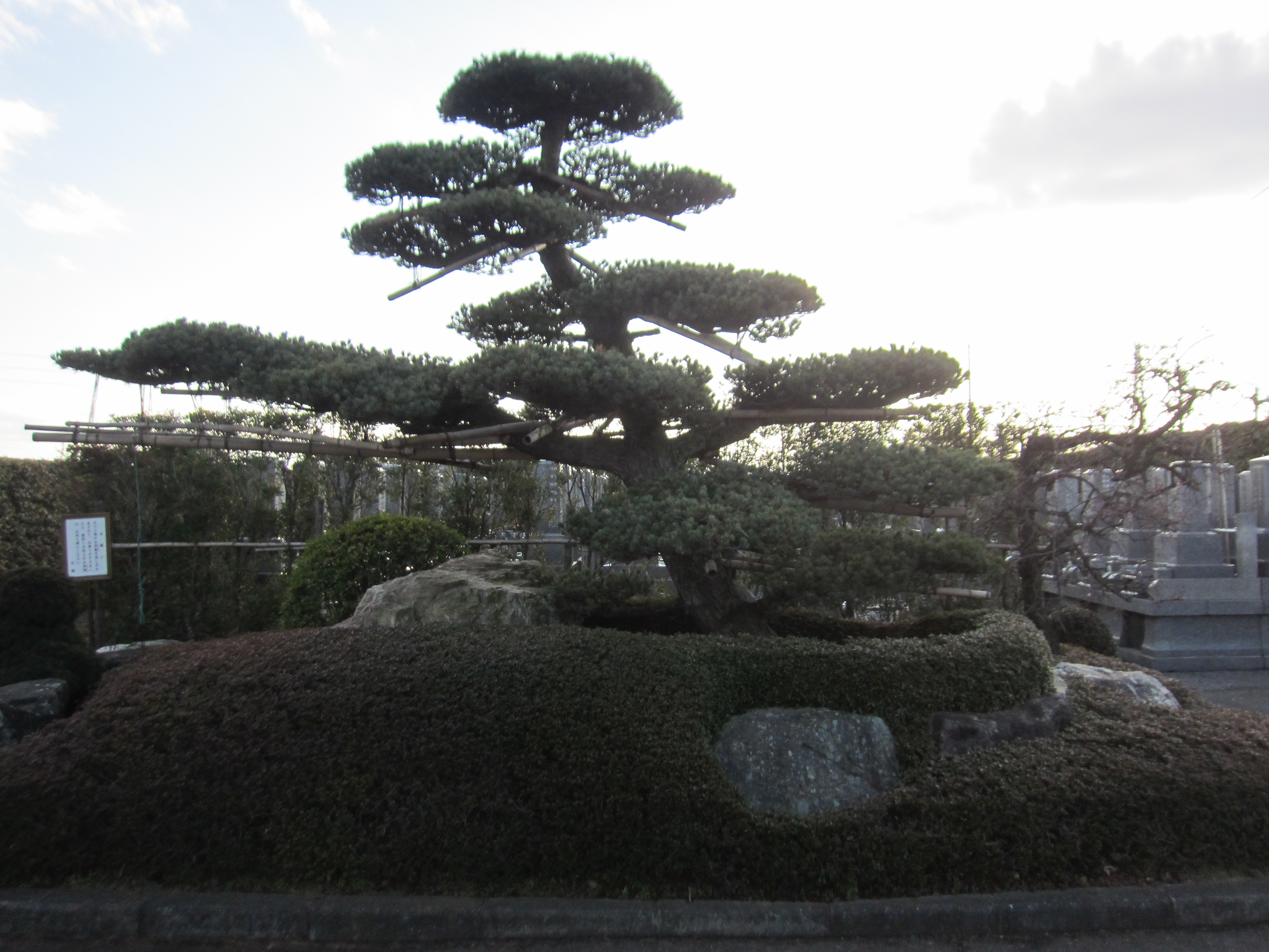 光善寺墓苑　青光苑の緑です。
